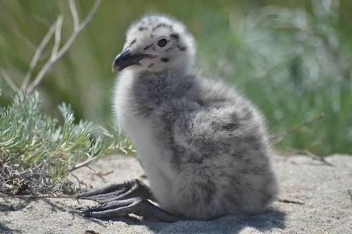 Great Black-Backed Gull Chick by Amanda Boyd/U. S. Fish and Wildlife Service - Northeast Region is marked with CC PDM 1.0